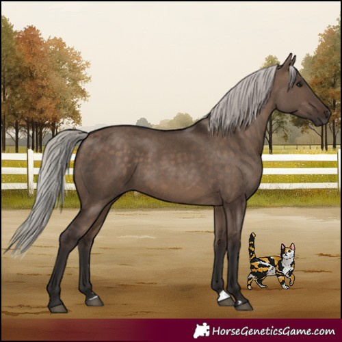 Horse Color:Silver Brown Dun 