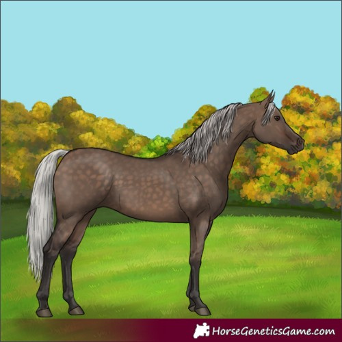 Horse Color:Silver Brown Dun 