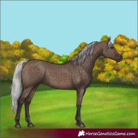 Horse Color:Silver Brown Dun