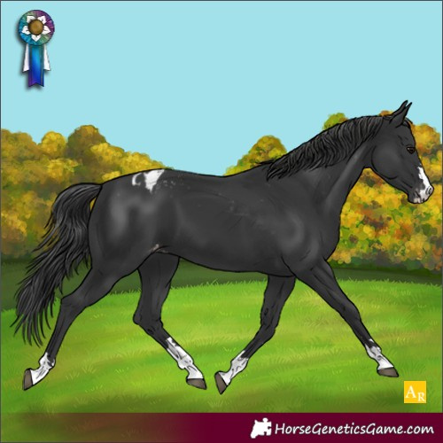 Horse Color:Black Blanket 