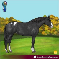 Horse Color:Black Appaloosa 
