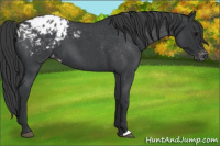 Horse Color:Blue Roan Appaloosa 