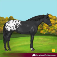 Horse Color:Black Appaloosa 