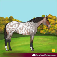Horse Color:Bay Roan Appaloosa 