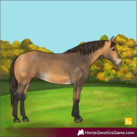 Horse Color:Buckskin 