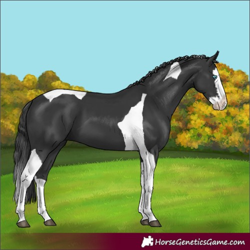 Horse Color:Black Splash Tobiano