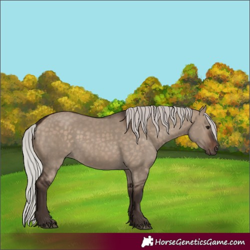 Horse Color:Silver Brown Dun 