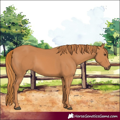 Horse Color:Chestnut Rabicano 