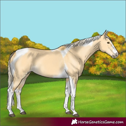Horse Color:Palomino Dun Tobiano 