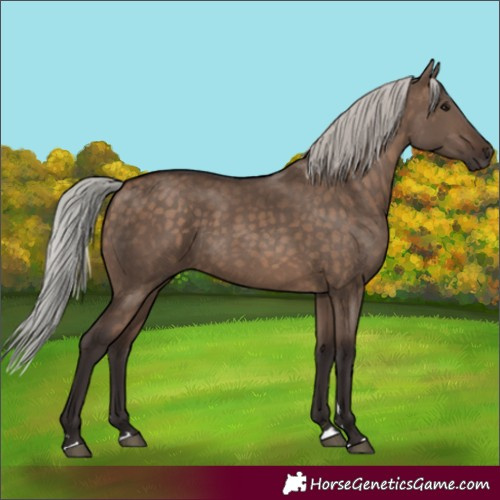 Horse Color:Silver Brown Dun