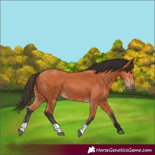 Horse Color:Bay 