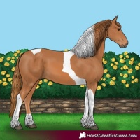 Horse Color:Chestnut Tobiano 
