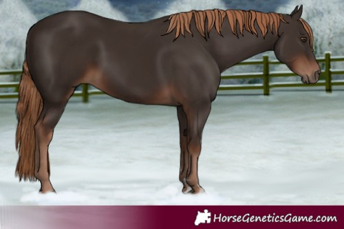 Horse Color:Liver Chestnut Rabicano 