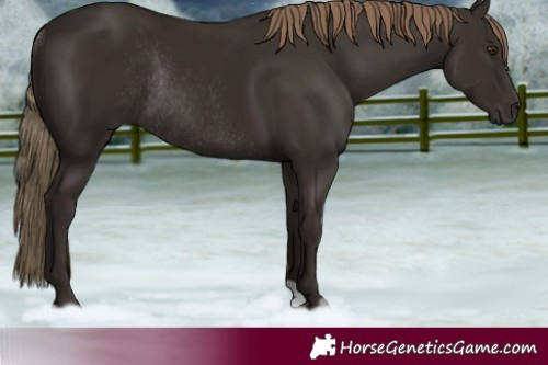 Horse Color:Liver Chestnut Rabicano 
