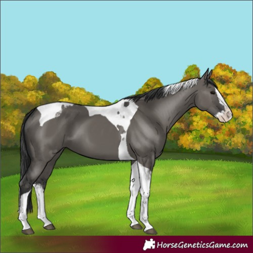 Horse Color:Grullo Splash Tobiano 