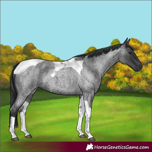 Horse Color:Blue Roan Tobiano 
