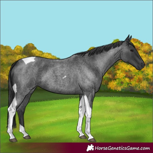 Horse Color:Blue Roan Tobiano 