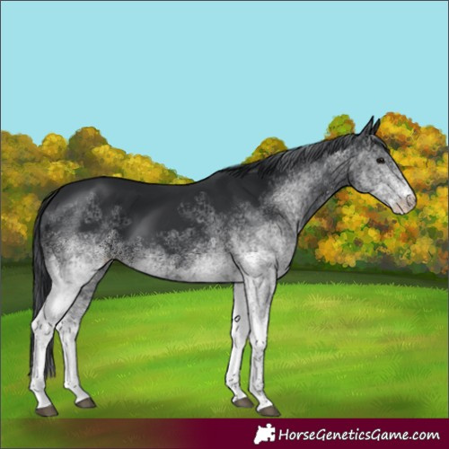 Horse Color:White Spotted Black 