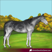 Horse Color:White Spotted Black 