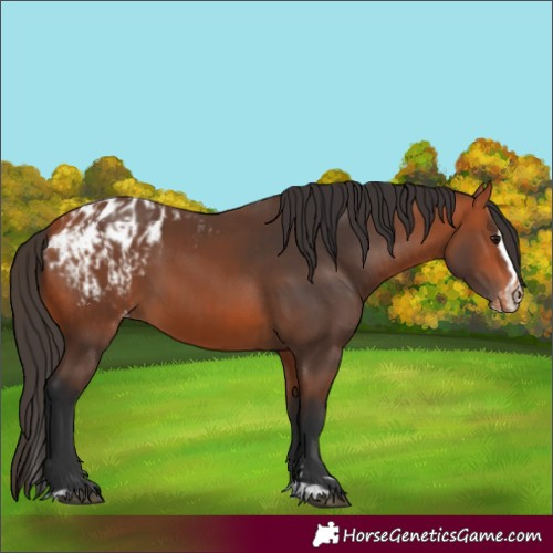 Horse Color:Bay Blanket  and Bay Splash Blanket 