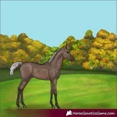 Horse Color:Unknown 