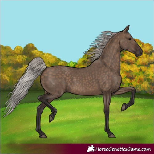 Horse Color:Silver Brown Dun