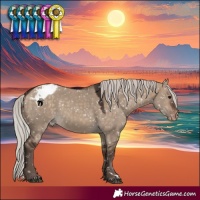 Horse Color:Silver Bay Dun Appaloosa 