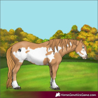 Horse Color:Chestnut Frame 