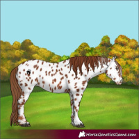 Horse Color:Chestnut Near Leopard 