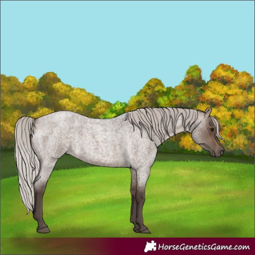 Horse Color:Silver Brown Roan Dun 