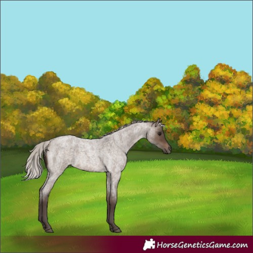 Horse Color:Silver Brown Roan Dun 