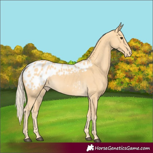 Horse Color:Palomino Appaloosa