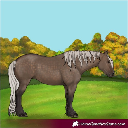 Horse Color:Silver Brown Dun 