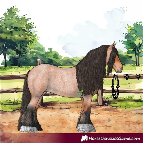 Horse Color:Bay Roan