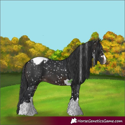 Horse Color:Brown Appaloosa 