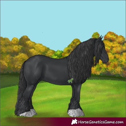 Horse Color:Black 
