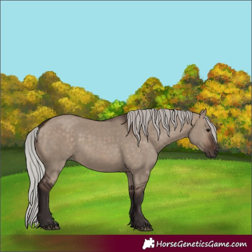 Horse Color:Silver Brown Dun 