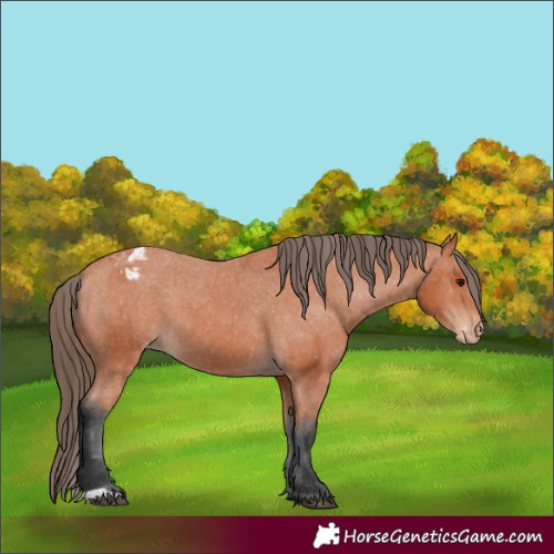Horse Color:Bay Varnish 