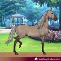 Horse Color:Silver Brown Dun 