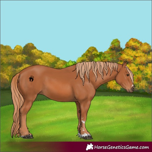 Horse Color:Chestnut 