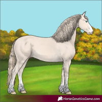 Horse Color:Perlino