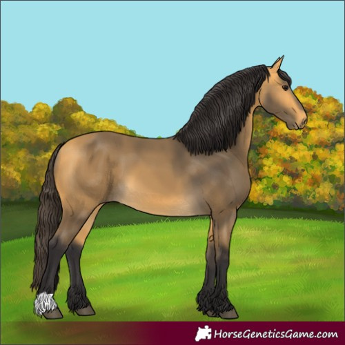 Horse Color:Buckskin 