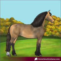 Horse Color:Buckskin 