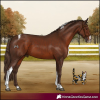 Horse Color:Liver Chestnut Tobiano Frame 