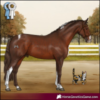 Horse Color:Liver Chestnut Tobiano Frame