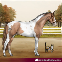 Horse Color:Liver Chestnut Pearl Tobiano Frame 