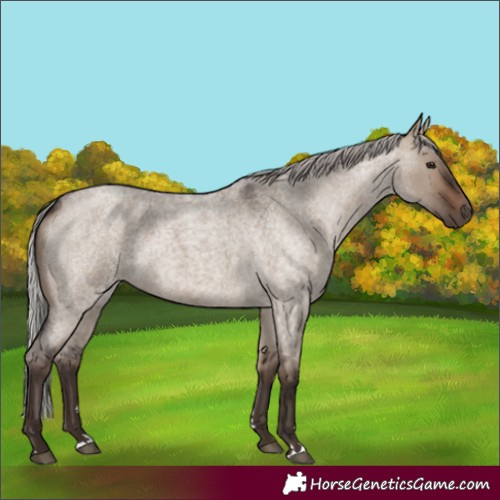 Horse Color:Silver Brown Roan Dun