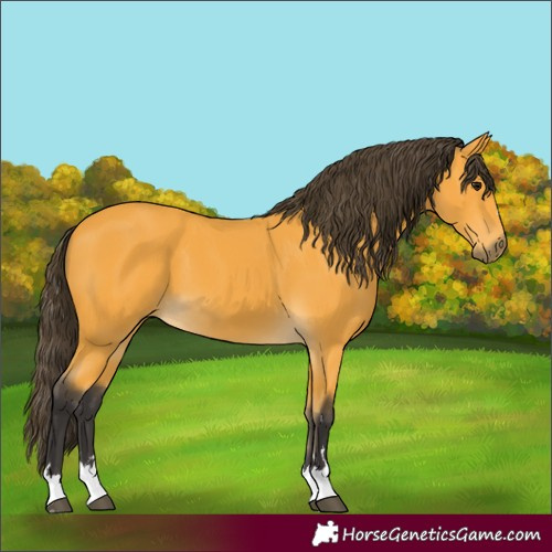 Horse Color:Buckskin