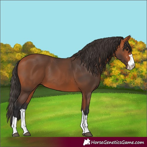 Horse Color:Bay 