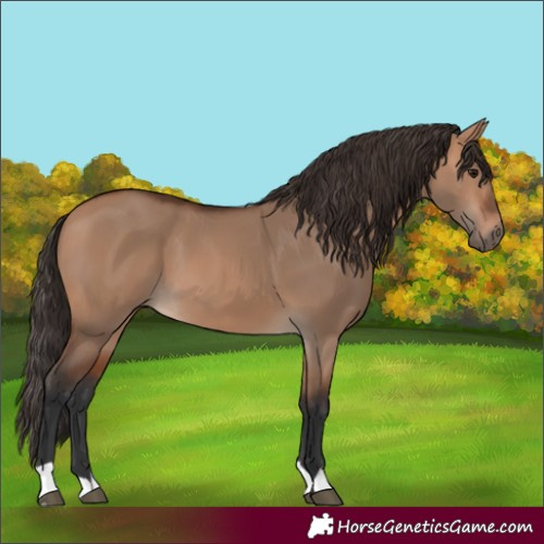 Horse Color:Bay Dun